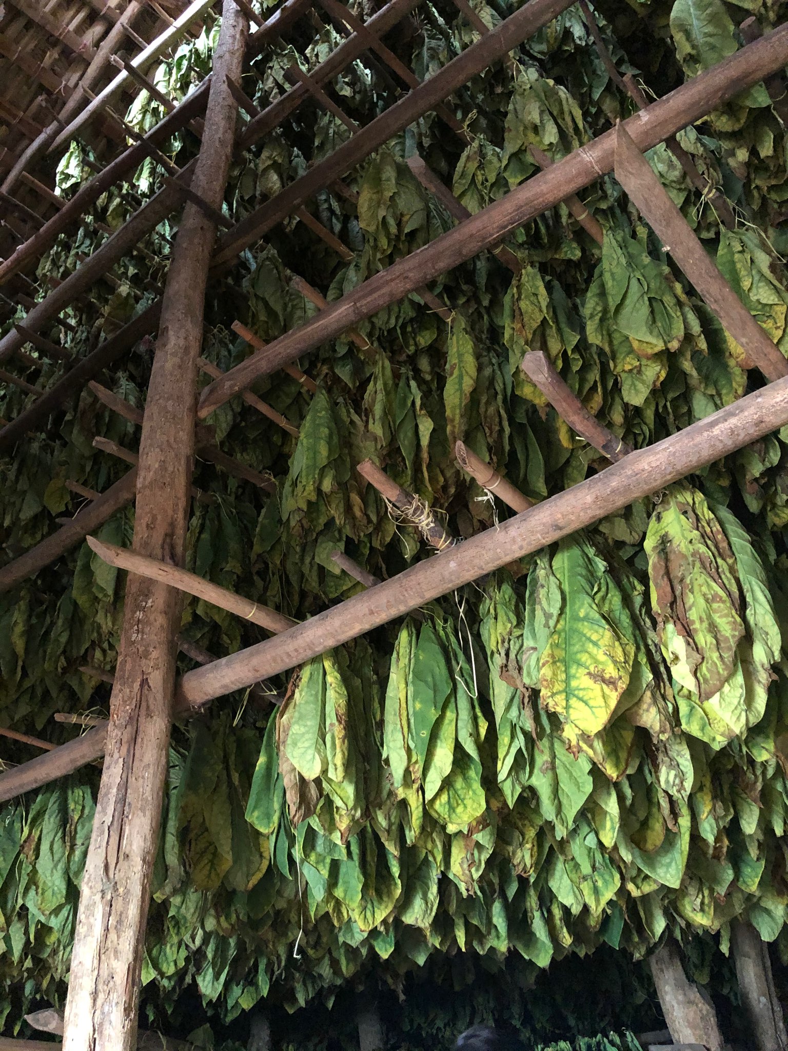 Georgina\'s trip to the Dominican Republic